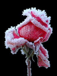 image of a frozen rose